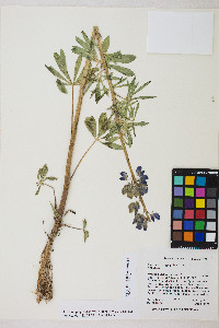 Lupinus polyphyllus image