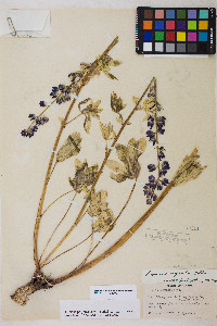 Lupinus polyphyllus image