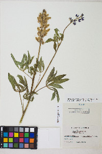 Lupinus polyphyllus image