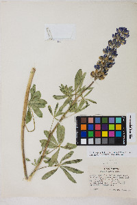 Lupinus polyphyllus image