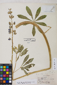 Lupinus polyphyllus var. burkei image