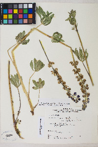 Lupinus polyphyllus var. burkei image