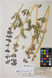 Lupinus polyphyllus var. burkei image