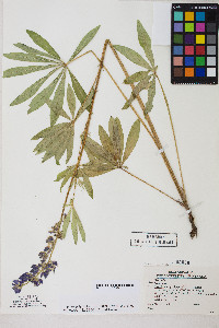 Lupinus polyphyllus image