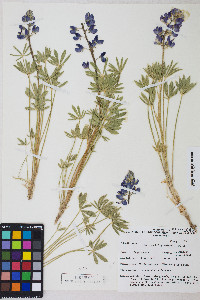 Lupinus polyphyllus image