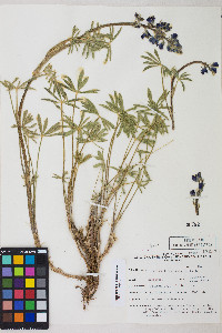 Lupinus polyphyllus var. humicola image