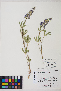 Lupinus polyphyllus image