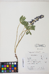 Lupinus polyphyllus image