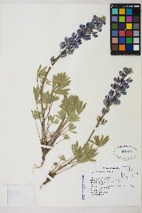 Lupinus polyphyllus image