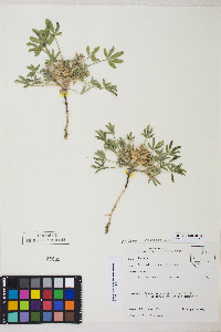 Lupinus pusillus image