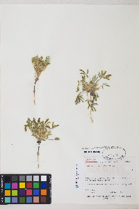 Lupinus pusillus subsp. intermontanus image