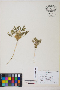 Lupinus pusillus image