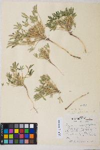 Lupinus pusillus image