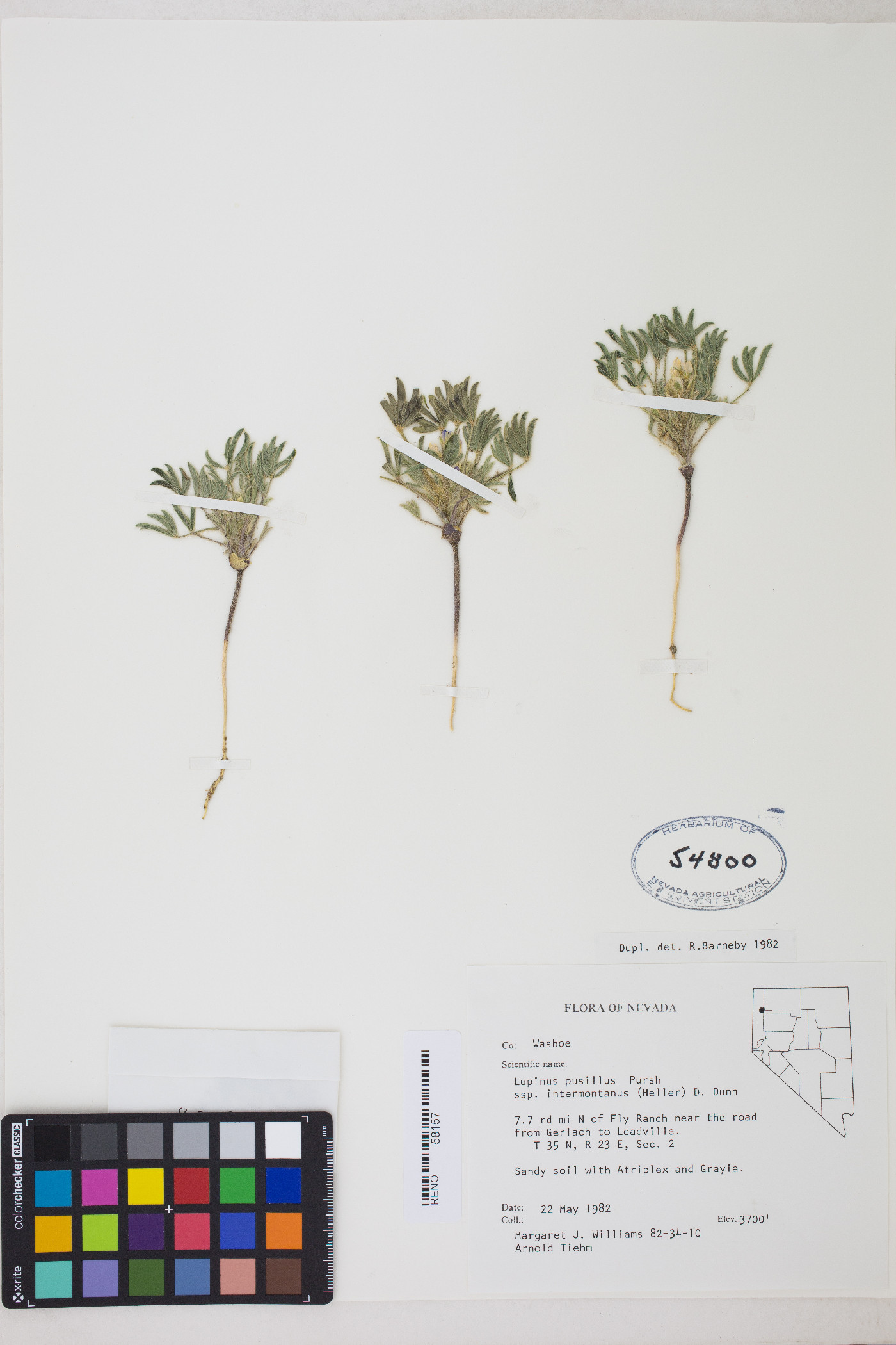 Lupinus pusillus subsp. intermontanus image
