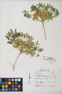 Lupinus pusillus subsp. intermontanus image