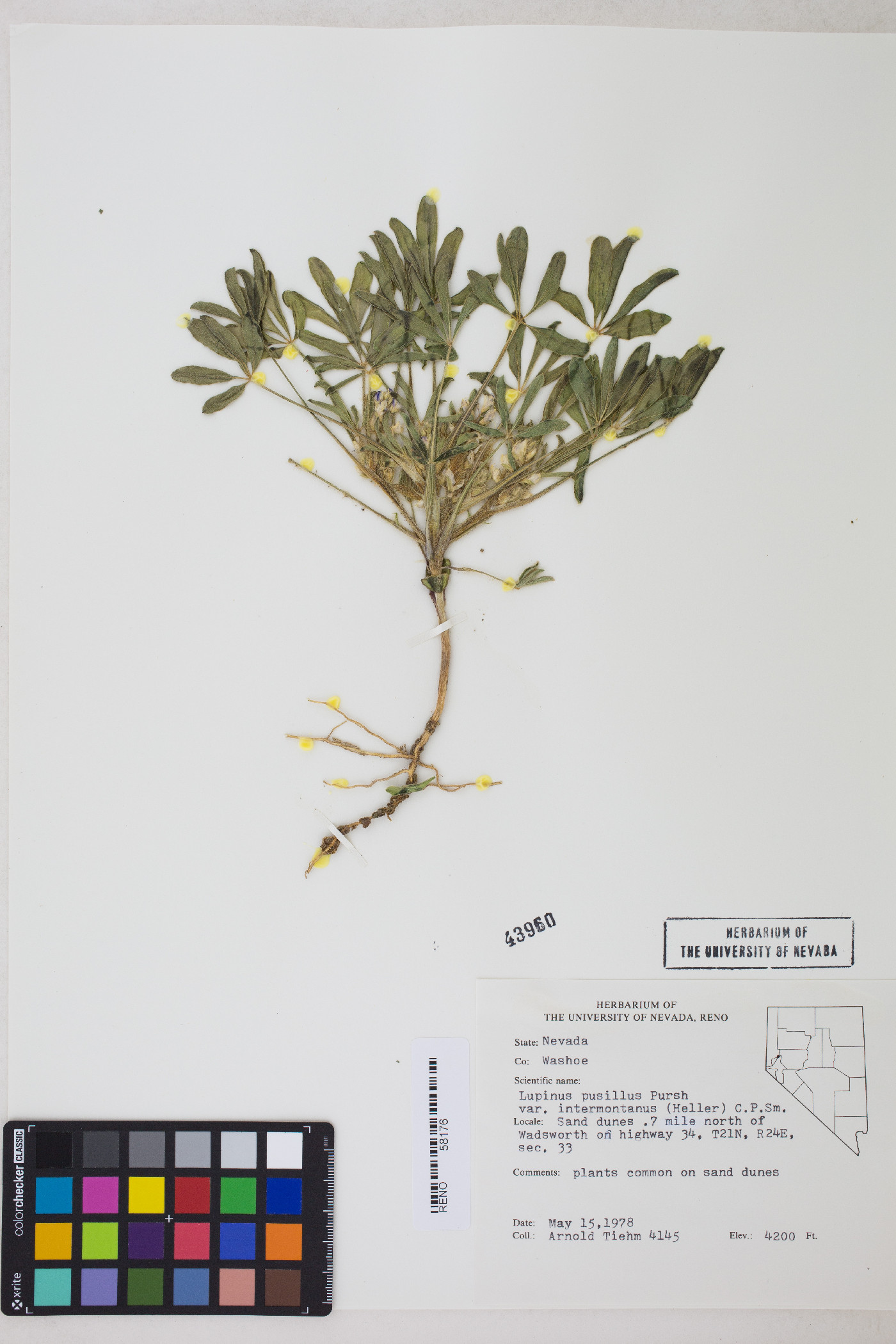 Lupinus pusillus subsp. intermontanus image