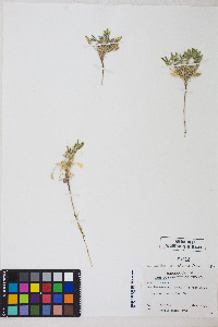 Lupinus pusillus image