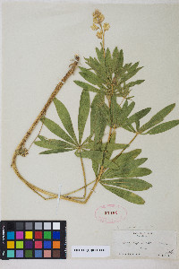 Lupinus sabinianus image