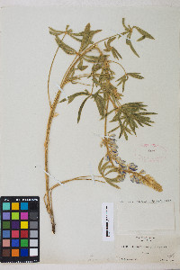 Lupinus sericeus image