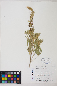 Lupinus sericeus image