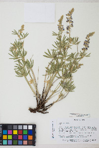 Lupinus sericeus image