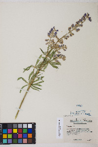 Lupinus arbustus image