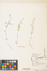 Epilobium brachycarpum image