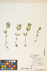 Epilobium hornemannii var. hornemannii image