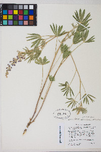 Lupinus argenteus var. argenteus image