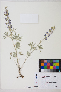 Lupinus caudatus subsp. caudatus image