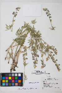 Lupinus caudatus subsp. montigenus image