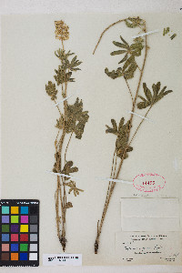 Lupinus sericeus image