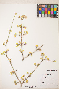 Cornus mas image
