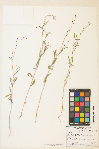 Epilobium brachycarpum image