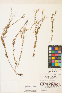 Epilobium ciliatum var. ciliatum image