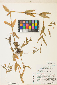 Epilobium ciliatum subsp. glandulosum image