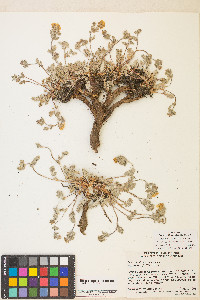 Potentilla breweri image