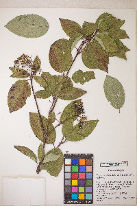 Cornus sericea subsp. occidentalis image