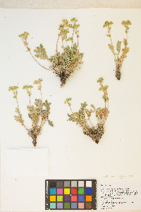 Potentilla pensylvanica image