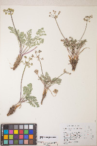 Lomatium fimbriatum image