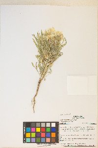 Oenothera deltoides image