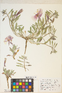 Oenothera californica image