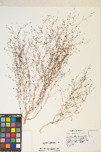 Gayophytum ramosissimum image