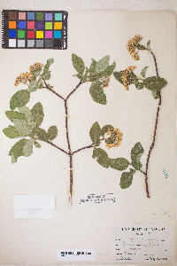 Cornus sericea subsp. occidentalis image