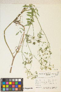 Berula erecta image