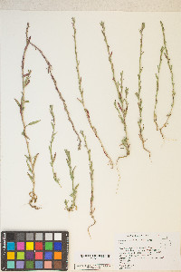 Epilobium torreyi image