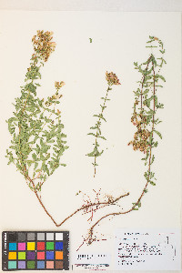 Hypericum scouleri image