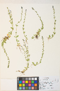 Veronica serpyllifolia subsp. humifusa image