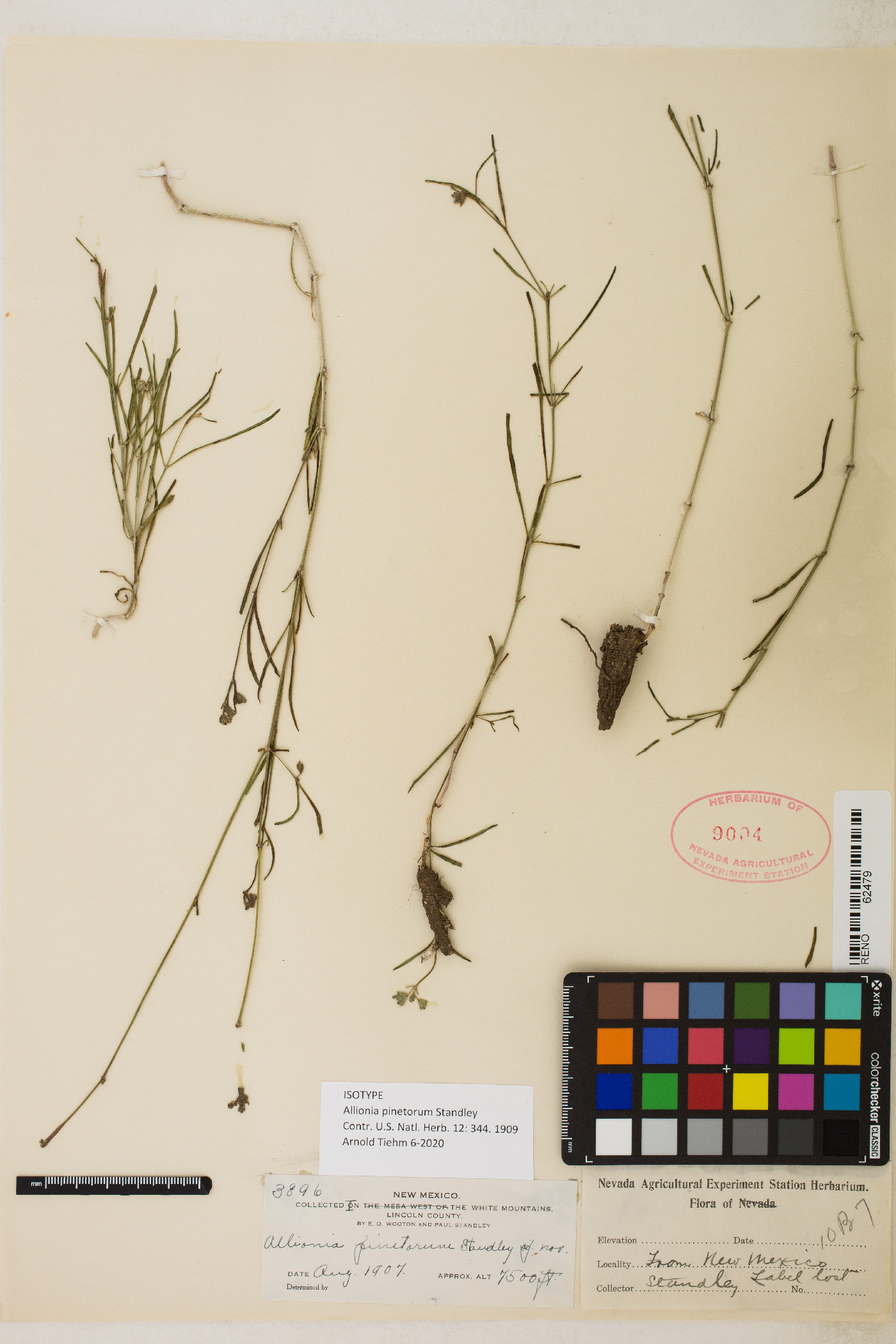 Allionia pinetorum image