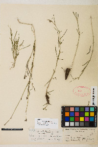 Image of Allionia pinetorum